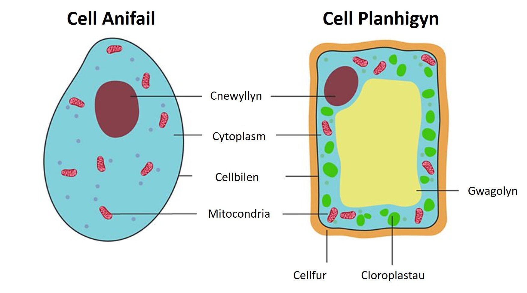 Diagram wedi'i labelu yn cymharu cell anifail a phlanhigyn