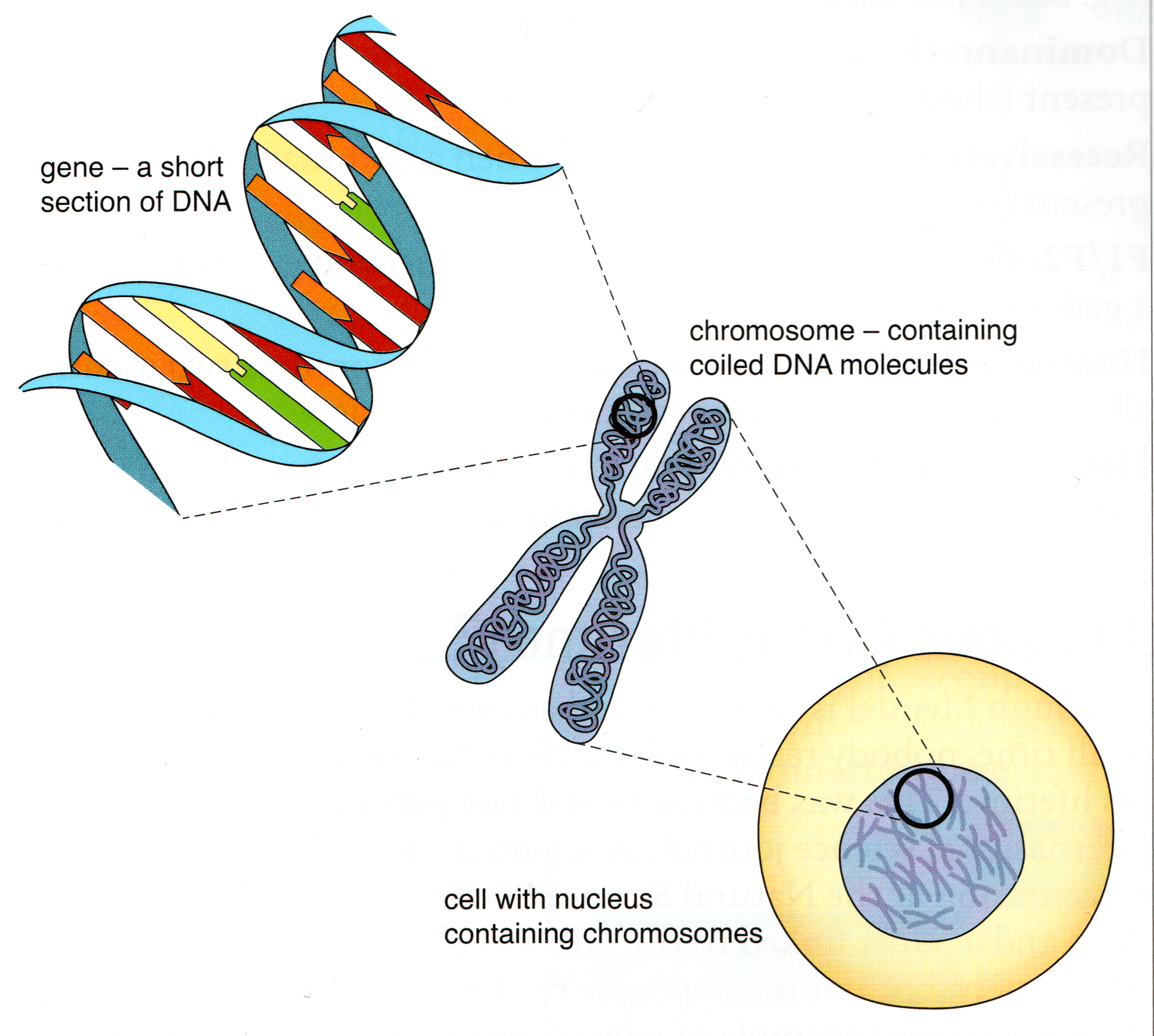 Image of relationship between nucleus, chromosome and gene