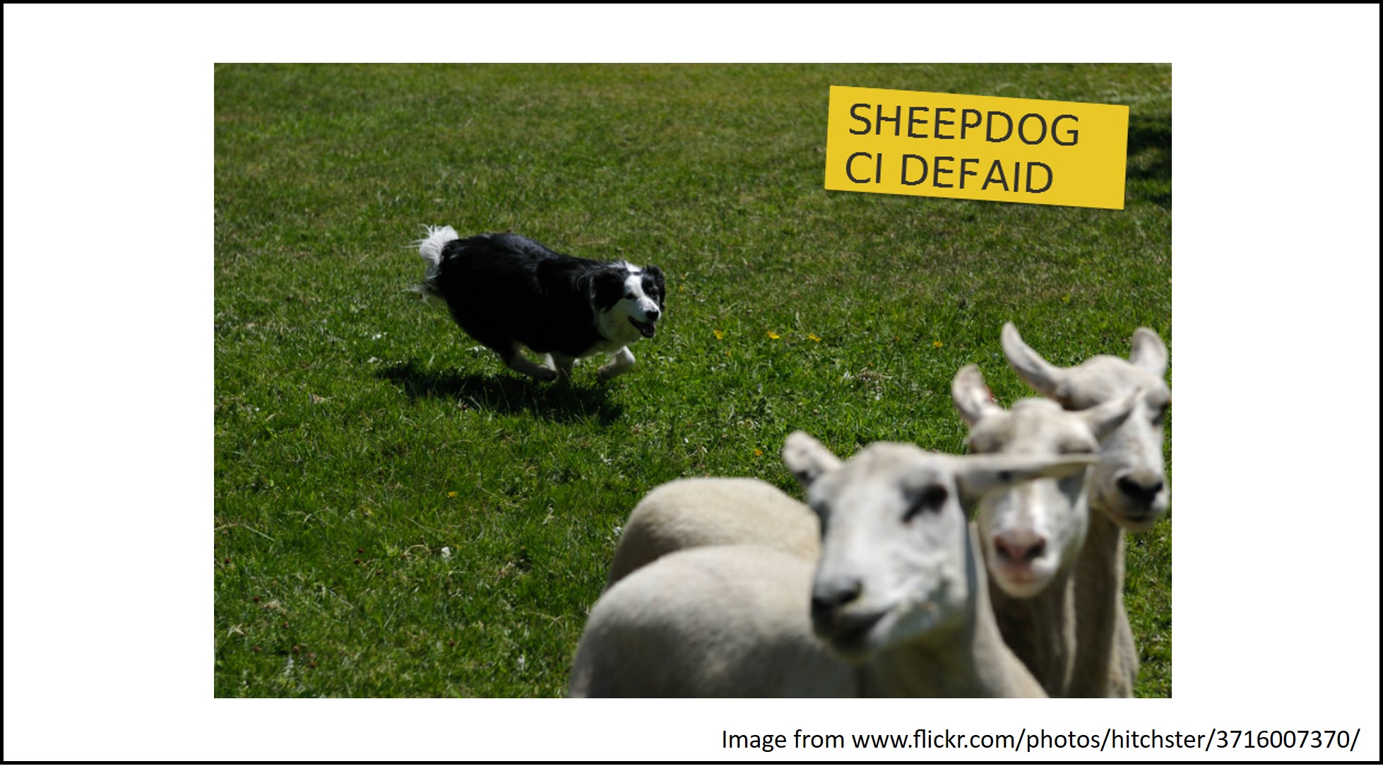 A sheepdog