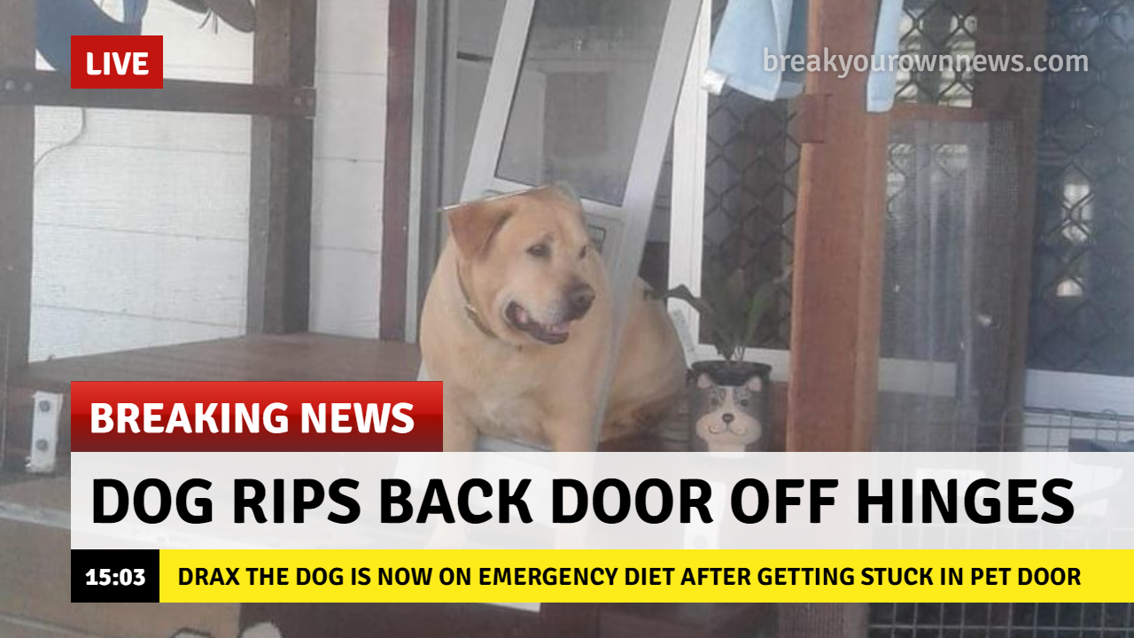 News story about a dog that has to go on an emergency diet after getting stuck in the pet flap and tearing the back-door of its hinges.
