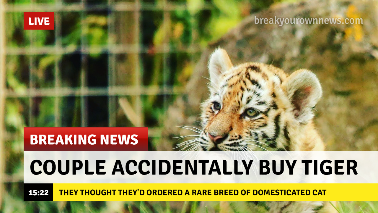 A story about how a couple accidentally bought a tiger cub instead of a savannah cat