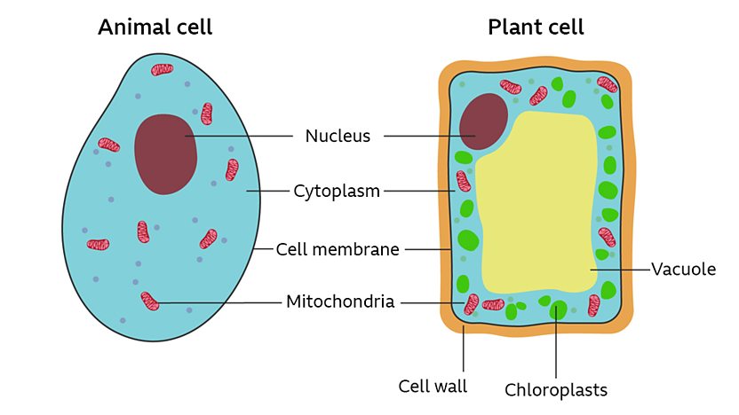 A labelled diagram of an animal cell compared to a plant cell