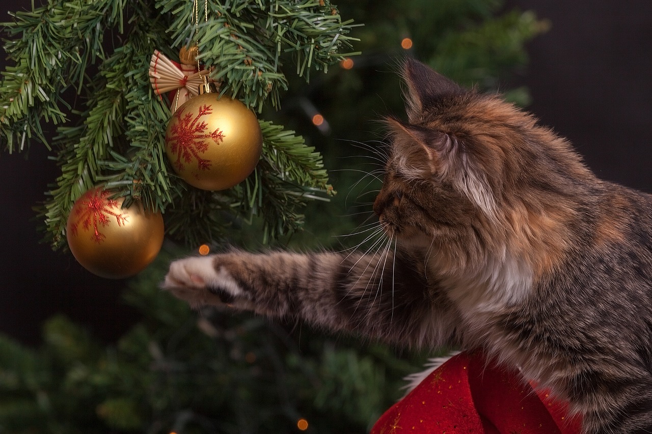 A cat batting at baubles hanging from a tree