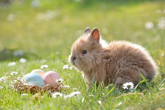 Bunny and a nest of coloured eggs